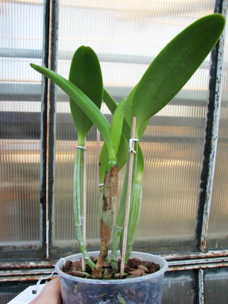 Cattleya lueddemanniana tipo 'Royal Flash' x Cattleya lueddemanniana tipo 'Drago'.JPG
