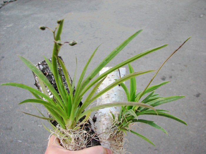 Oncidium (Tolumnia) hybrids.JPG