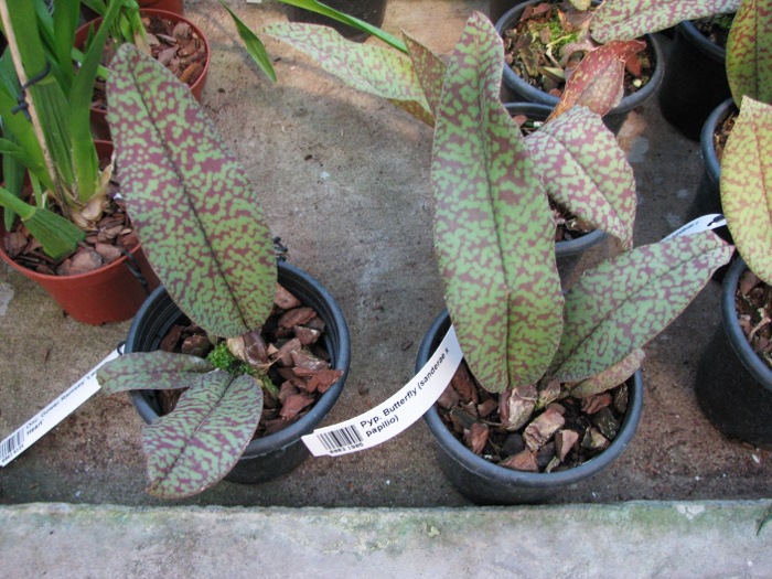 Psychopsis Butterfly (sanderae x papilio).JPG