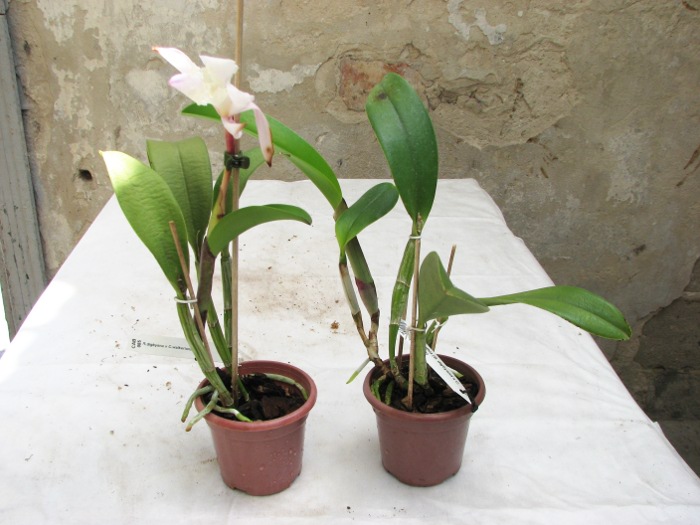 Brassocattleya Cynthia (Brassavola digbyana x Cattleya walkeriana).JPG