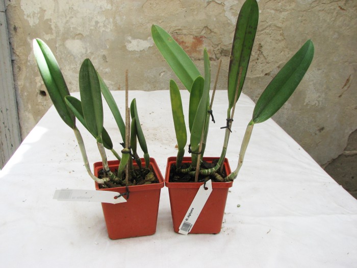 Rhyncholaelia digbyana.JPG