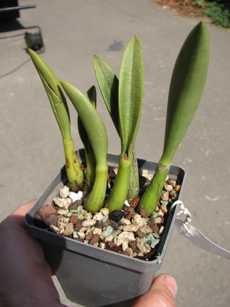 Laelia briegeri.JPG