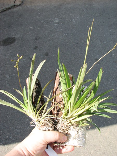 Oncidium (Tolumnia) hybrids.JPG