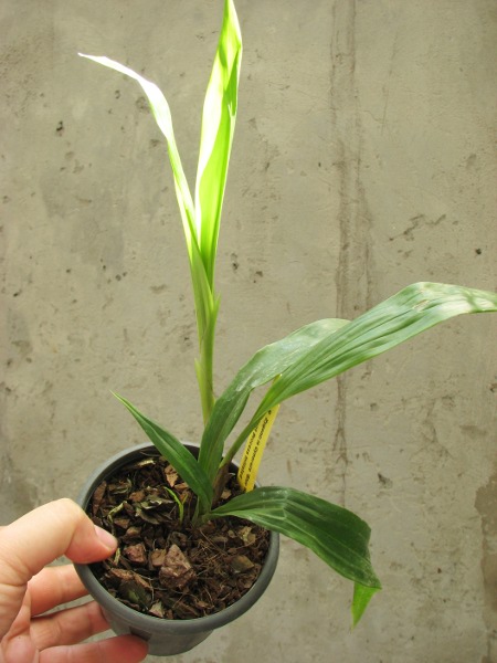 Zygonisia Cynosure 'Blue Water Sailing'.JPG