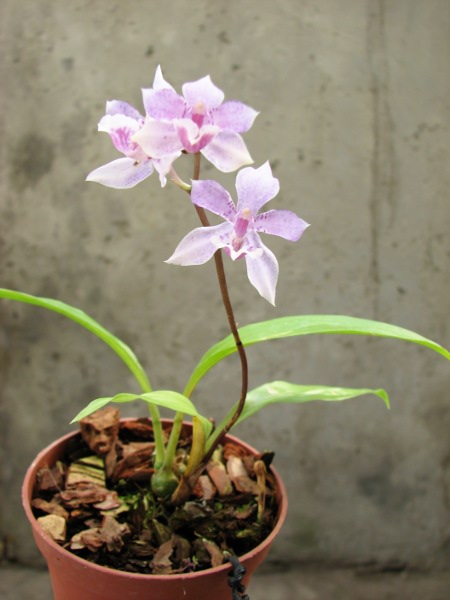Acacallis cyanea x Paradisanthus micranthus.JPG