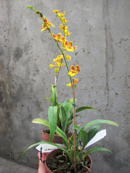 Howeara Chian-Tzy Lovely 'CT Golden Bug'.JPG