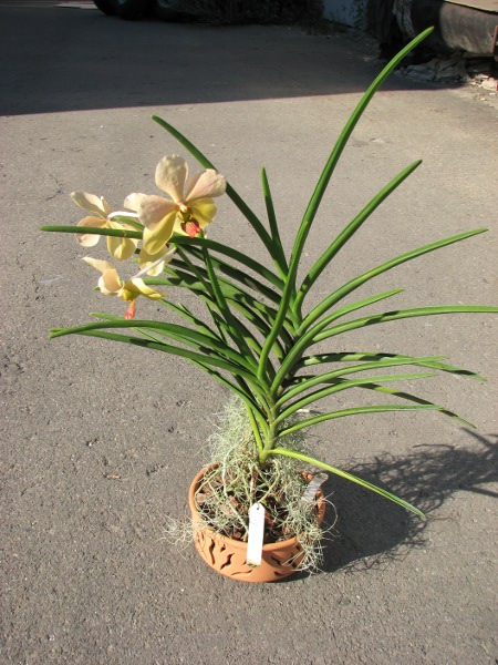 Vanda Merv L Velthuis x Vanda Charles Goodfellow.JPG