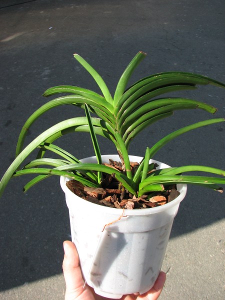 Ascocentrum curvifolium.JPG