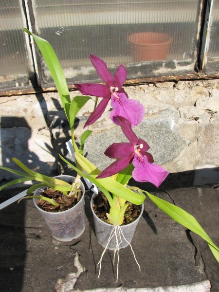 Miltonia spectabilis.JPG