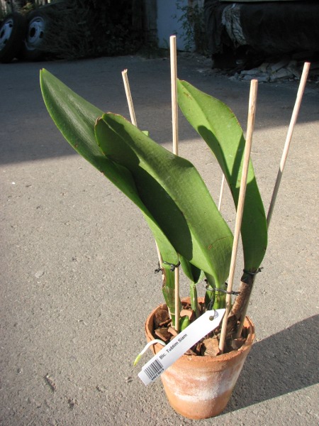 Brassolaeliocattleya Tubtim Siam.JPG