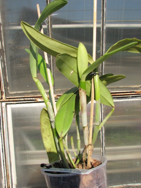 Cattleya Dominiana (intermedia var. coerulea x maxima var. coerulea 'Hector').JPG