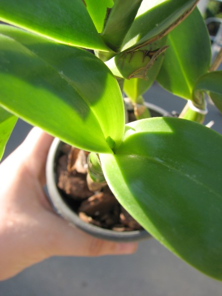 Epicattleya Siam Jade 'Avo' (Cattleya Penny Kuroda x Epicattleya Vienna Woods).JPG
