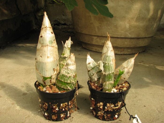 Catasetum pileatum hybrid.JPG