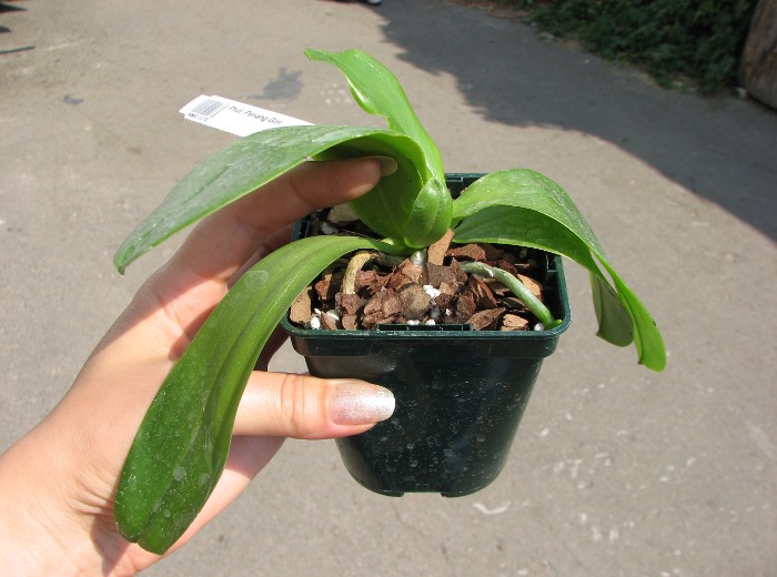 Phalaenopsis Penang Girl.JPG