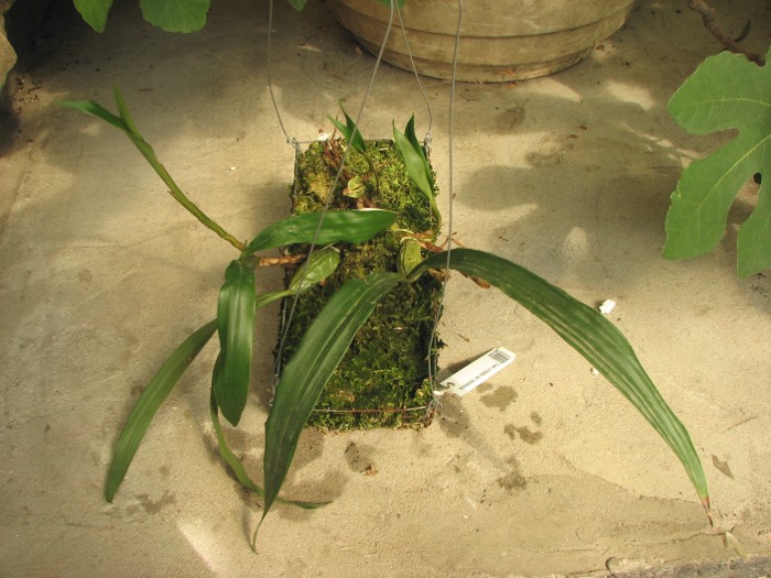 Coelogyne cristata var. hololeuca.JPG