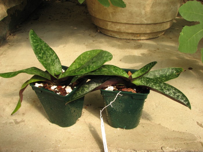 Paphiopedilum bellatulum.JPG