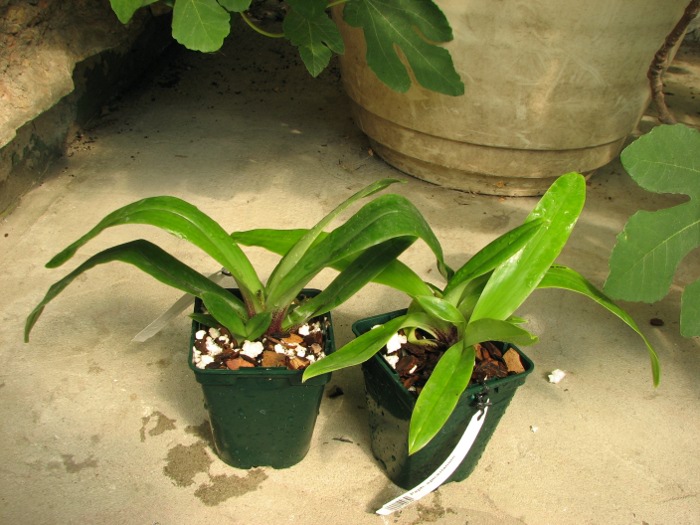 Paphiopedilum spicerianum.JPG