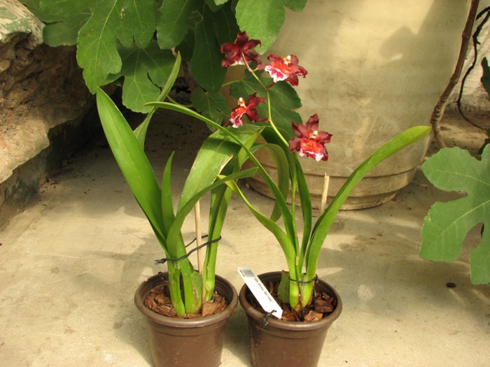 Wilsonara Wicked 'Red Head'.JPG