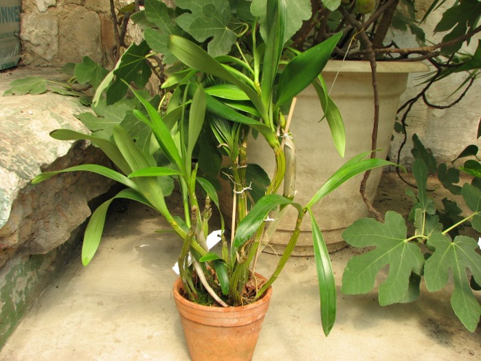 Dendrobium chrysotoxum.JPG