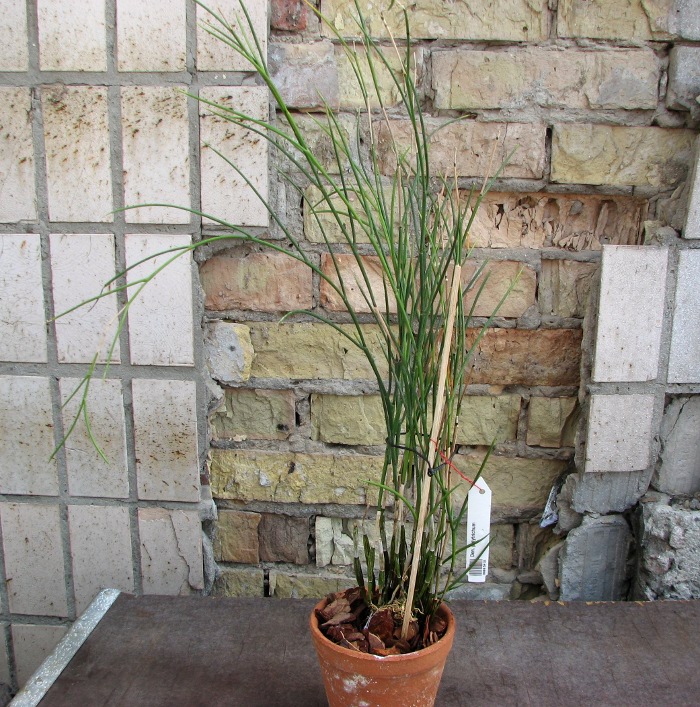 Dendrobium polytrichum.JPG