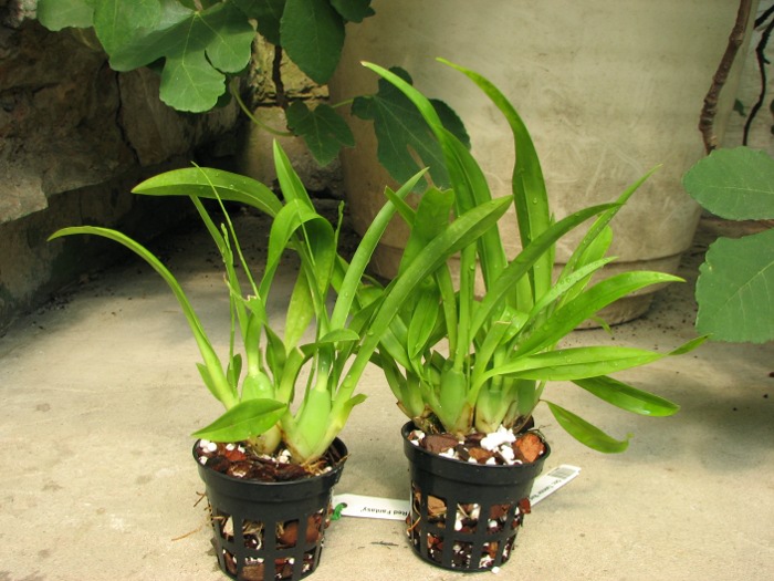 Oncidium Twinkle 'Red Fantasy'.JPG