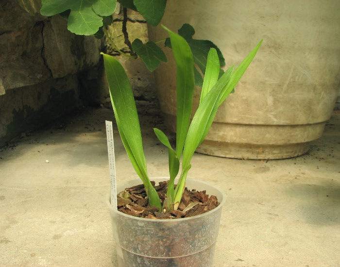 Odontoglossum Hans Koch x Odontocidium Tiger Crow 'Golden Gate'.JPG