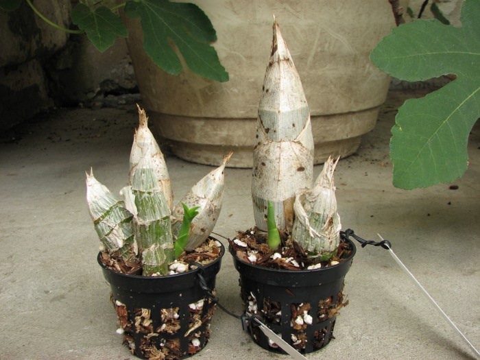 Catasetum pileatum hybrid.JPG