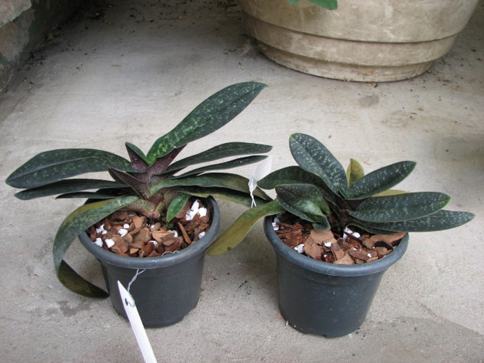 Paphiopedilum Magic Lantern (micranthum x delenatii).JPG