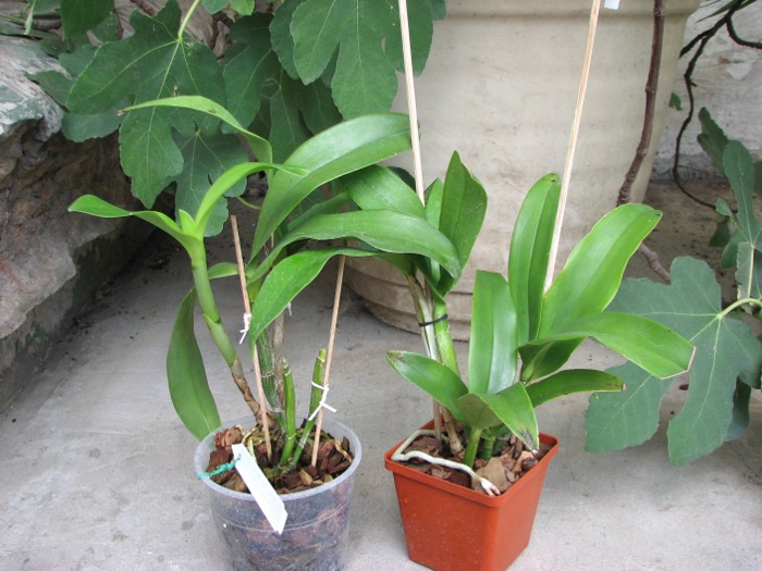 Epicattleya Siam Jade 'Avo' (Cattleya Penny Kuroda x Epicattleya Vienna Woods).JPG