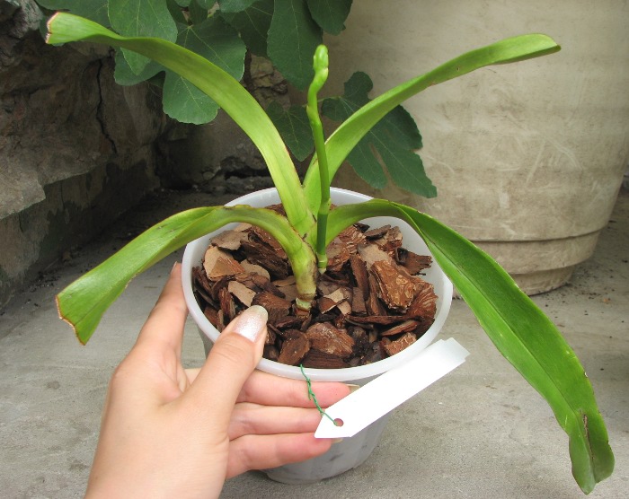Aerides quinquevulnera var. purpurata.JPG