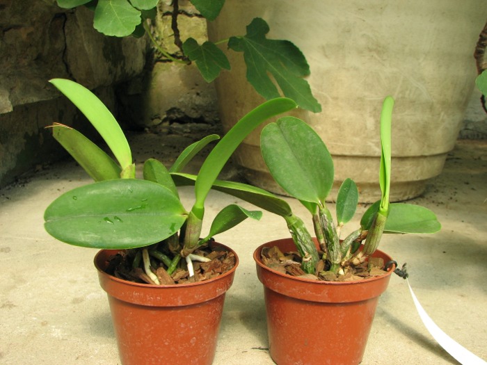 Laeliocattleya Love Knot 'Sato' (sincorana x walkeriana).JPG