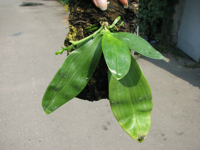 Phalaenopsis violacea alba.JPG