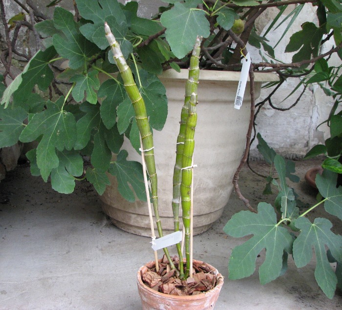 Dendrobium heterocarpum.JPG