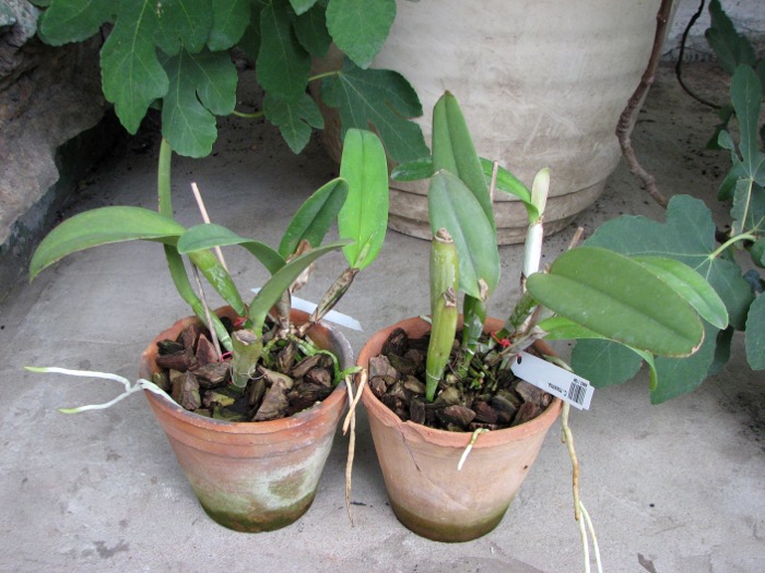 Cattleya maxima.JPG