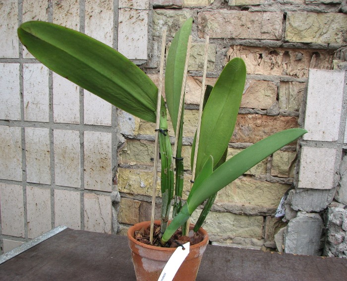 Cattleya mendelii.JPG