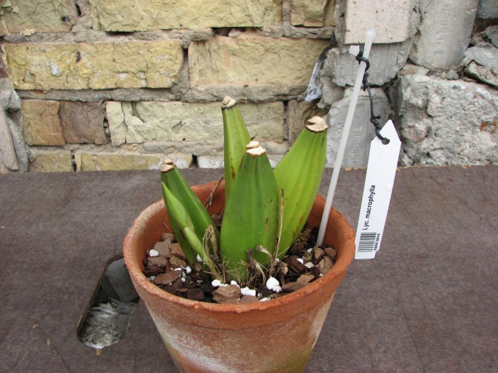 Lycaste macrophylla.JPG
