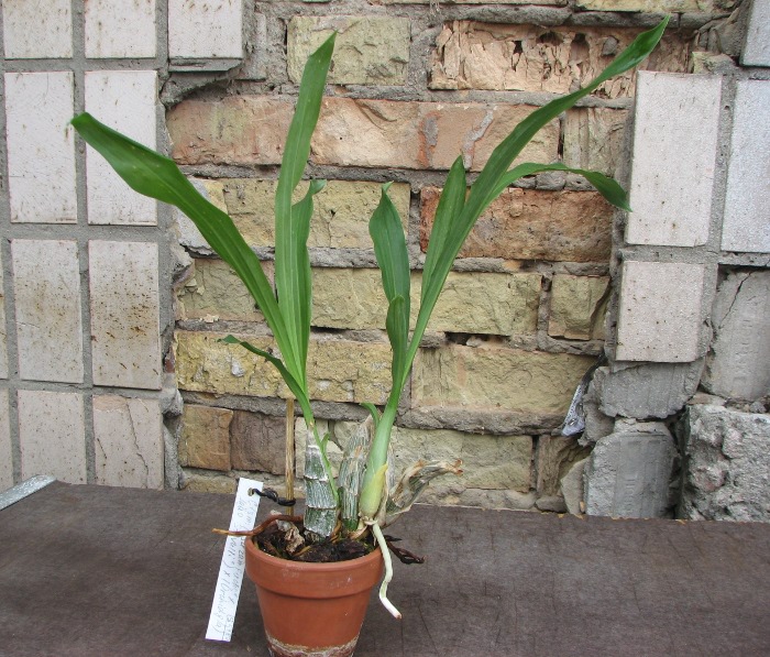 Catasetum (('Suzan Fuchs' x 'Joao Stivalli') x (Orchidglade)).JPG