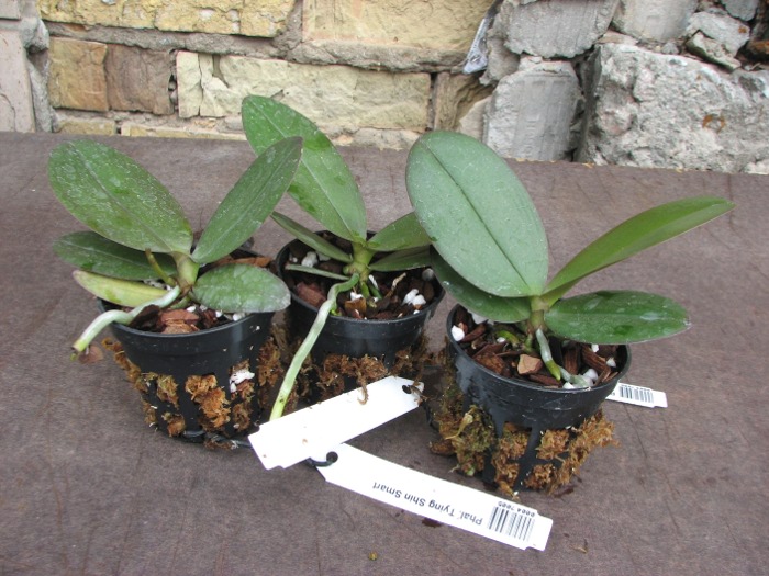 Phalaenopsis Tying Shin Smart.JPG