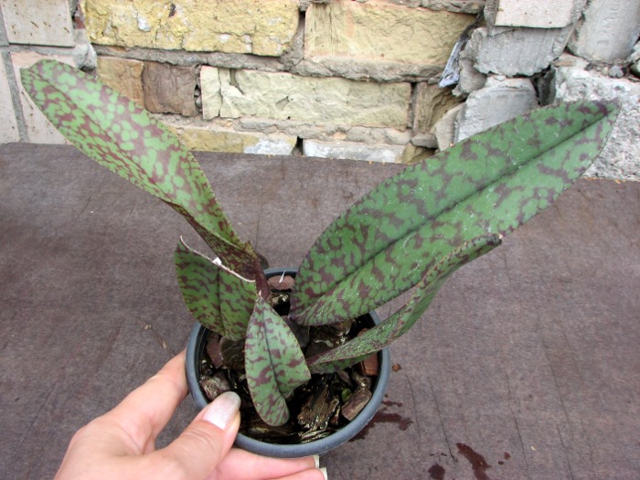 Psychopsis Mendenhall 'Hildos'.JPG