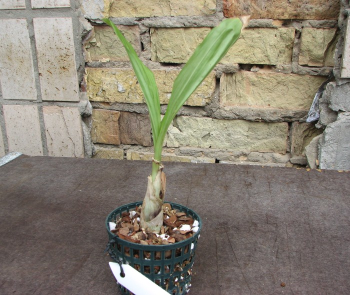 Catasetum planiceps.JPG