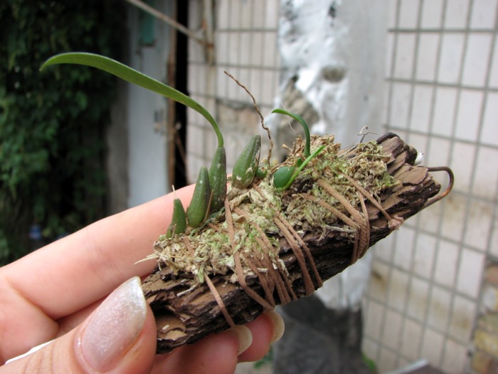 Bulbophyllum longicaudatum.JPG