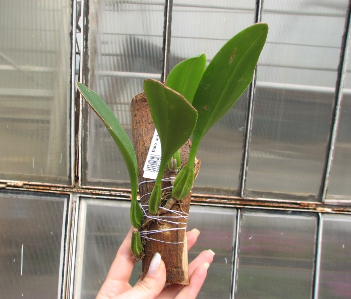 Bulbophyllum antenniferum.JPG