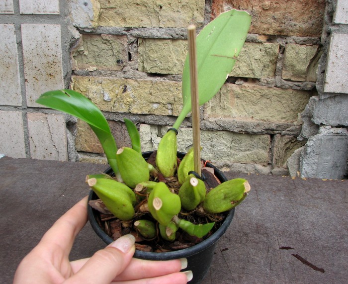 Bulbophyllum lobbii.JPG