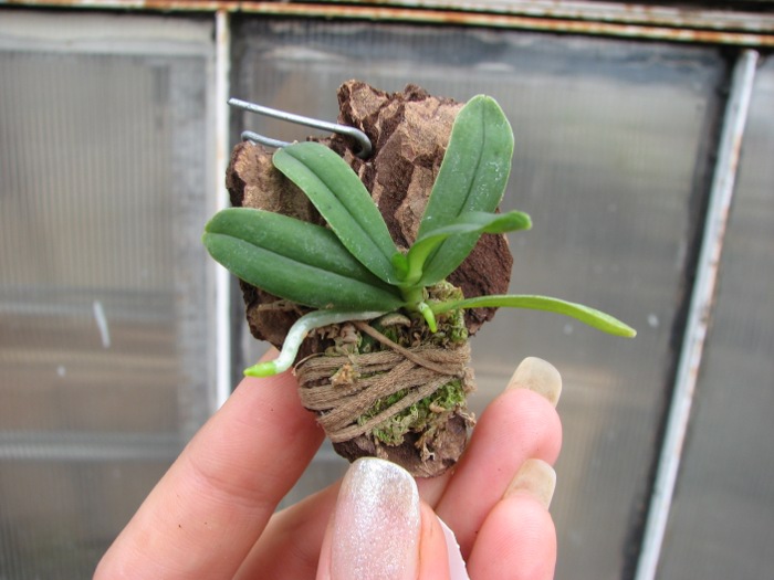 Haraella retrocalla.JPG
