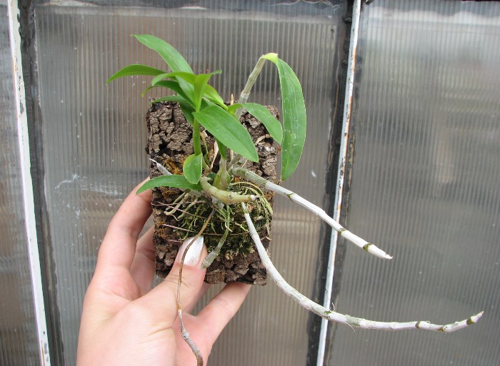Dendrobium unicum.JPG