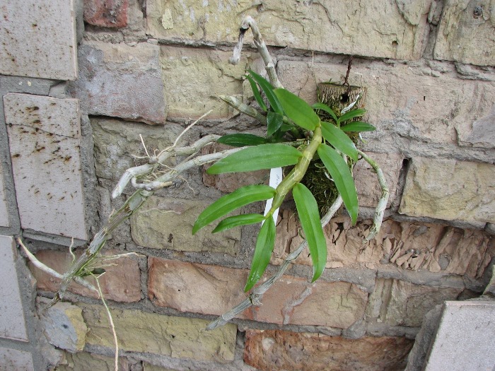 Dendrobium anosmum.JPG