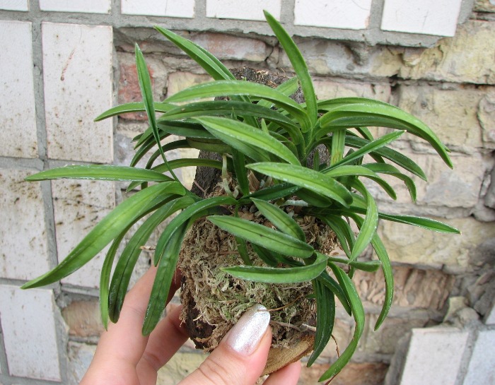 Neofinetia falcata.JPG