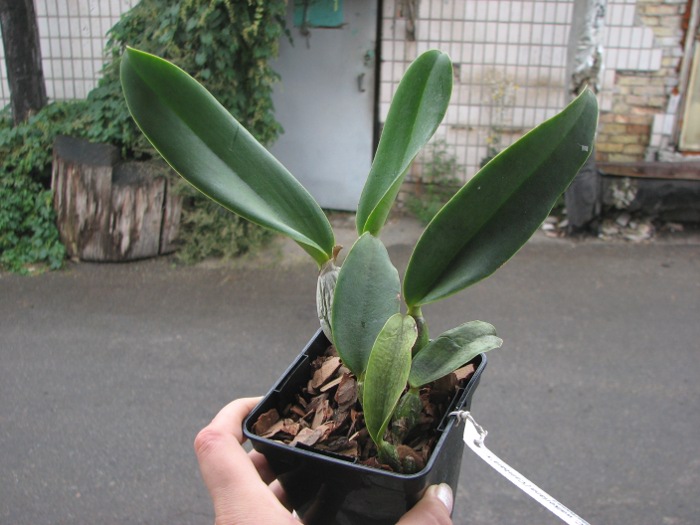 Cattleya walkeriana ('Cambara' x 'Bertona').JPG