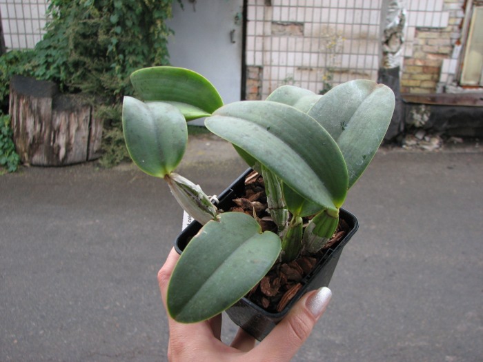 Cattleya walkeriana (dark color x 'Cambara').JPG