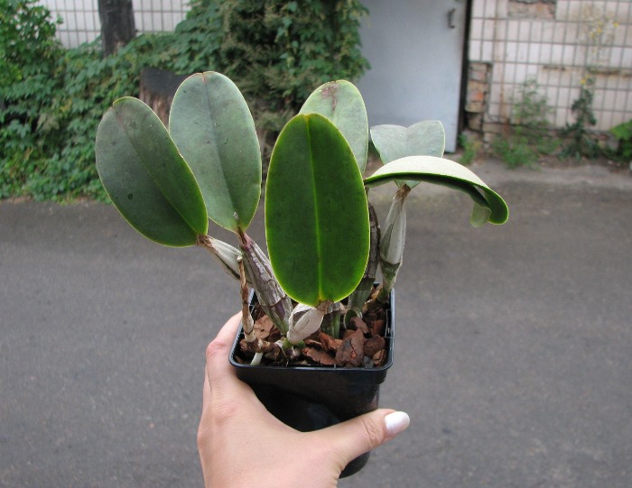 Cattleya walkeriana ('Show' x 'Sucesso').JPG